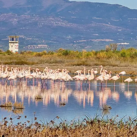 Flamingo Living Halkidiki - The * 雅伊奥斯马马斯