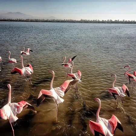 Flamingo Living Halkidiki - The 公寓式酒店 雅伊奥斯马马斯