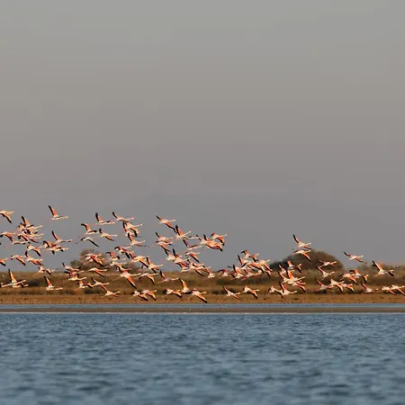 Flamingo Living Halkidiki - The Aparthotel 4*