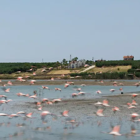 Flamingo Living Halkidiki - The *