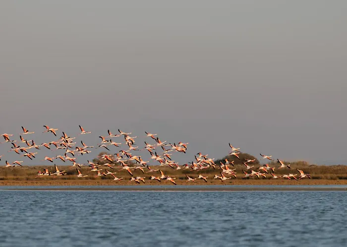 Flamingo Living Halkidiki - The Lejlighedshotel *