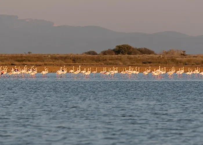Lejlighedshotel Flamingo Living Halkidiki - The