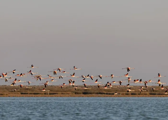 Lejlighedshotel Flamingo Living Halkidiki - The *